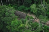 amazon ormanlarinda yasayan ilkel kabile