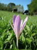 colchicum turcicum / #130860