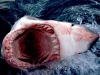 büyük beyaz köpekbalığı