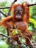 orang hutan / #50528