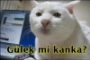 soğan zarını diktiren erkek / #126500