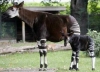 okapi