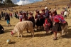 cusco / #7247