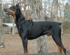 dobermann