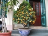 citrus fortunella microcarpa / #48019