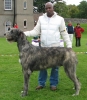 irish wolfhound / #33352