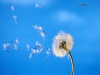 dandelion / #82291