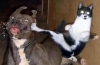 içip içip köpek çiftliğini basan kedi / #119889