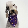 bedlington terrier / #49827