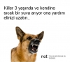 evsiz kalan hayvanlara ev bulmak için çalışmak / #69391