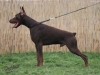 dobermann