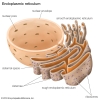 endoplazmik retikulum resim 2