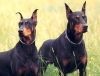 dobermann