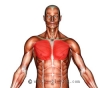 musculus pectoralis major / #4178