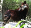 okapi