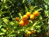 citrus fortunella microcarpa / #48016