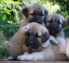 kangal köpekleri / #111852