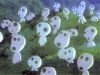 kodama