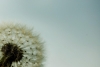 dandelion / #94037