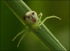 spider / #84646