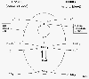 chloride shift / #135279