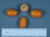 citrus fortunella microcarpa / #48017