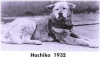 hachiko