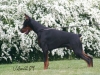 dobermann