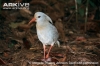 kagu / #48049