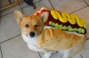 hot dog