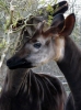 okapi