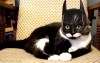 catman / #88701