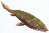 panderichthys / #29448