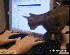 7qvt6t2738wrkjb / #123226