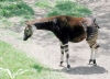 okapi