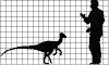 coelurus