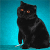 keyif sigarası içen kedi / #81812