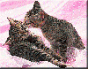 mart ayında sevdiğini satanistlere kaptıran kedi / #42996