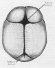 fonticulus anterior / #135636