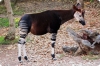 okapi