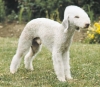 bedlington terrier / #49817