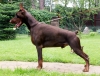 dobermann