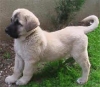 kangal köpekleri