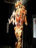 body worlds