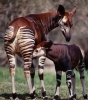 okapi