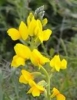 thermopsis turcica / #130830