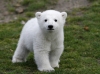 knut / #122431