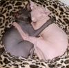 sphynx / #30494