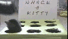what a pitty for a kitty to live in a big city / #84296