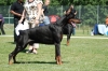 dobermann